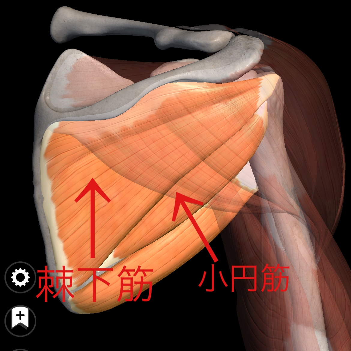 肘が下がってしまう解剖学的要因