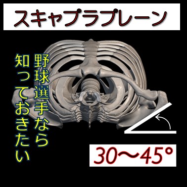野球選手なら知っておこう！「スキャプラプレーン」