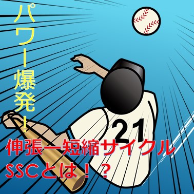 パワー爆発！　　　　　　　　　伸長ー短縮サイクル(SSC)とは？