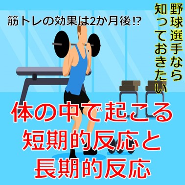 筋トレの効果は2か月後？体の中で起こる短期的、長期的反応とは？